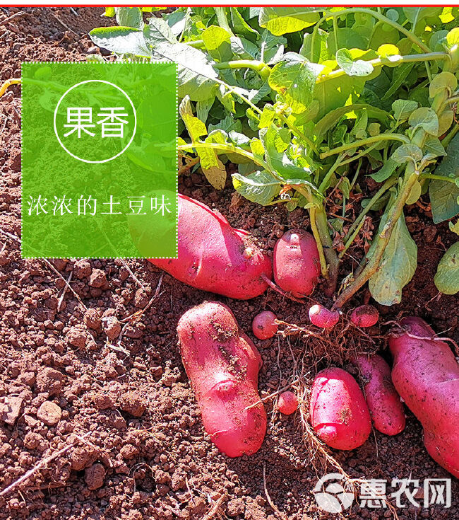 2020年云南高原新鲜现挖红皮黄心土豆洋芋马铃薯10斤包邮