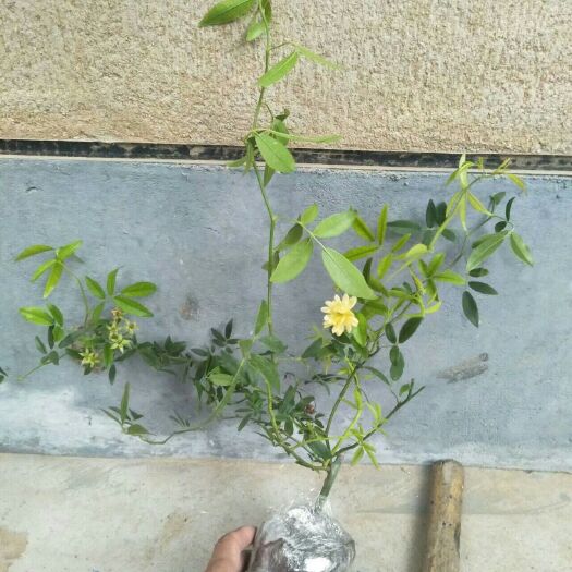 邳州市木香花 黄木香苗