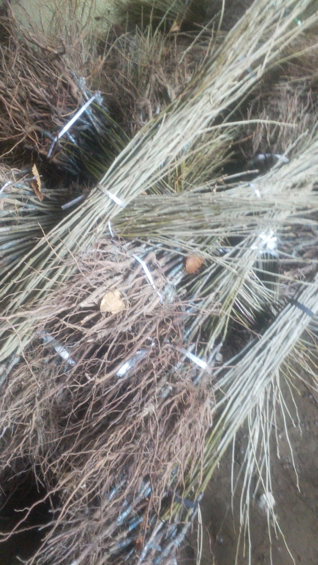 板栗树苗  板栗苗 泰山板栗苗  板栗