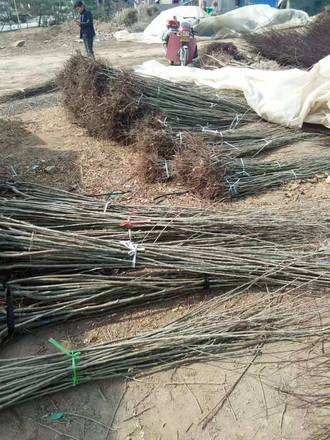 板栗树苗  板栗苗 泰山板栗苗  板栗