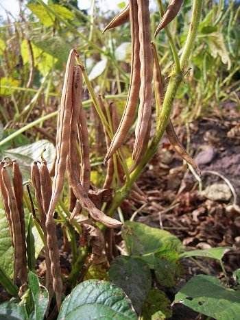 红小豆  【24年新豆包邮】黑龙江红小豆东北杂粮红豆老品种