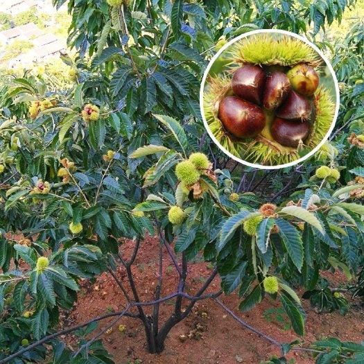 平邑县大红袍板栗苗  买一送一树苗早熟板栗嫁接地栽板栗苗种植四季当年结果耐寒锥栗子