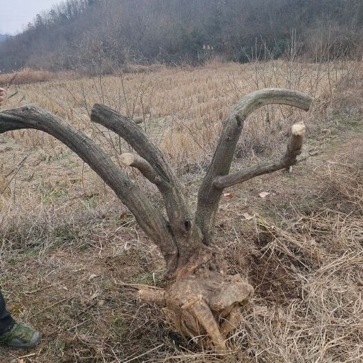 随县 紫藤桩