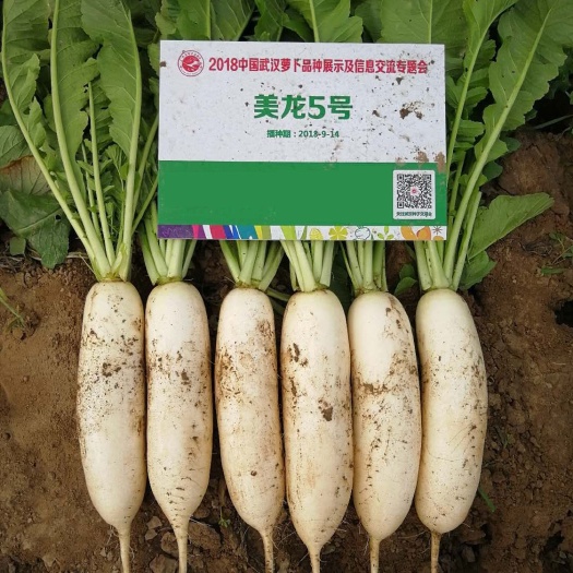 夏邑县白萝卜种子  美龙5号板叶萝卜种子，夏秋栽培，耐热耐湿，全白
