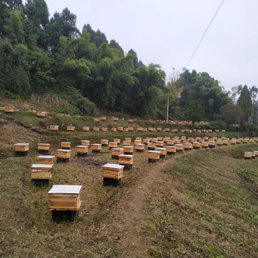 重庆市中华蜜蜂 籽脾好，蜂量旺，需要的联系，基地直供，现场选购，诚信为本