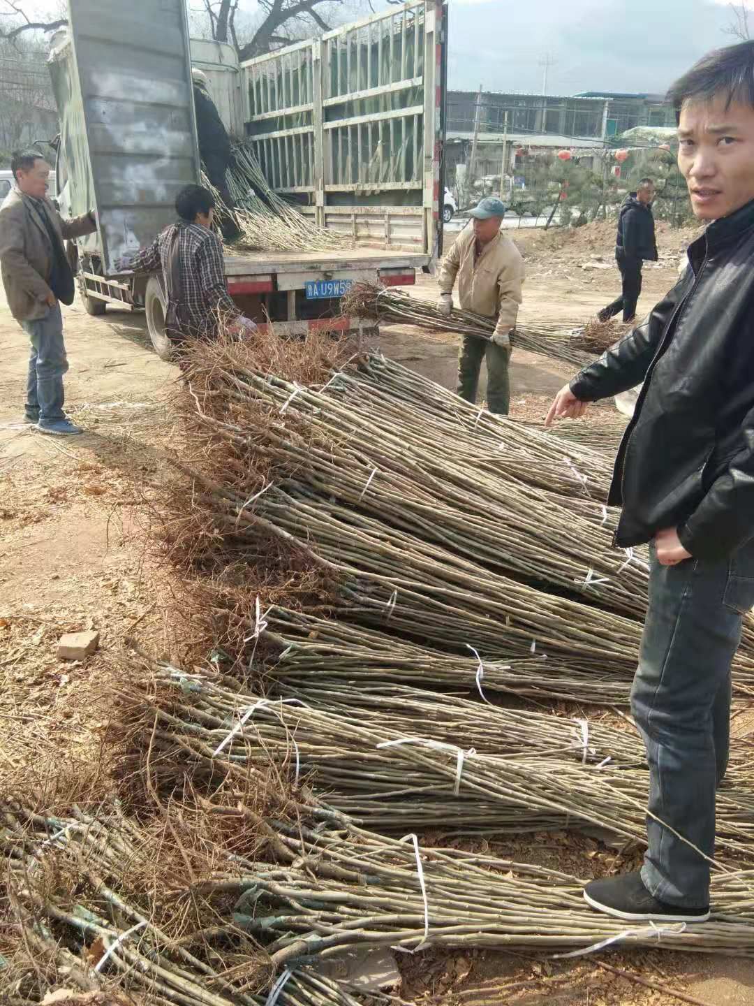 板栗树苗  板栗苗 泰山板栗苗  板栗
