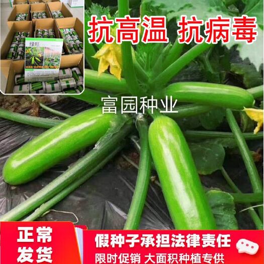 绿皮西葫芦种子   耐热油绿抗病毒西葫芦种子角瓜籽早春越夏