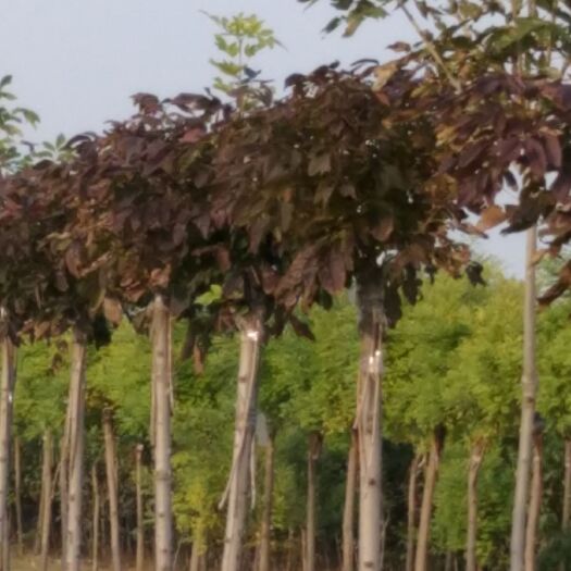 隆尧县 秋紫白蜡一年帽价格美丽
