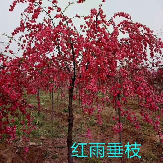 恩施市 桃花苗 桃花树 批发 品种80多个  红雨垂枝桃花 碧桃