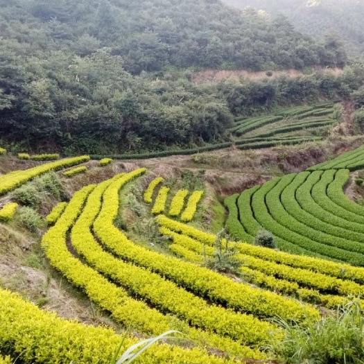  来自浙江绿谷的高山绿茶