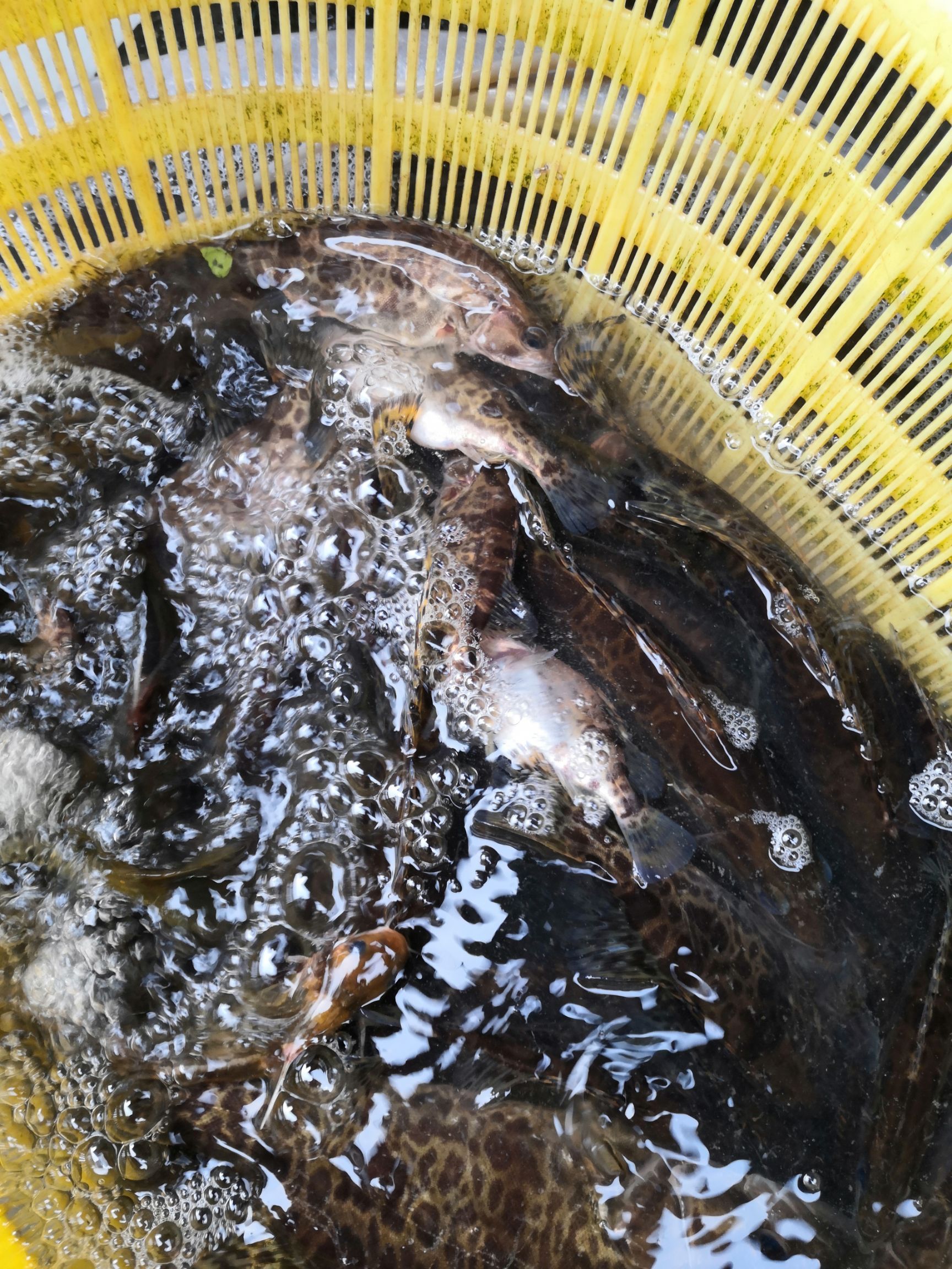 水库草鱼 出售各种淡水鱼