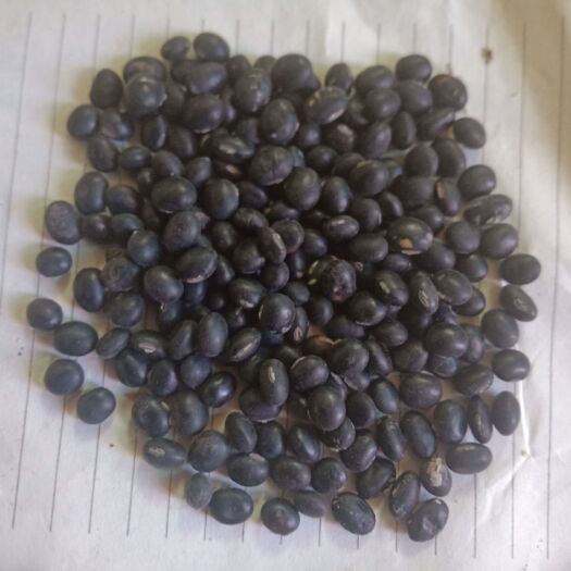 叶县 保健黑豆种子