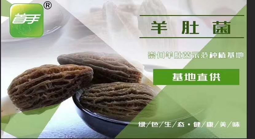 崇州市羊肚菌 新鲜，肉质肥厚均匀，绿色食品。