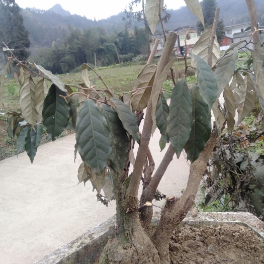 盐津县羊奶果苗 云南羊奶果树桩，可做盆栽，可做园林景观。