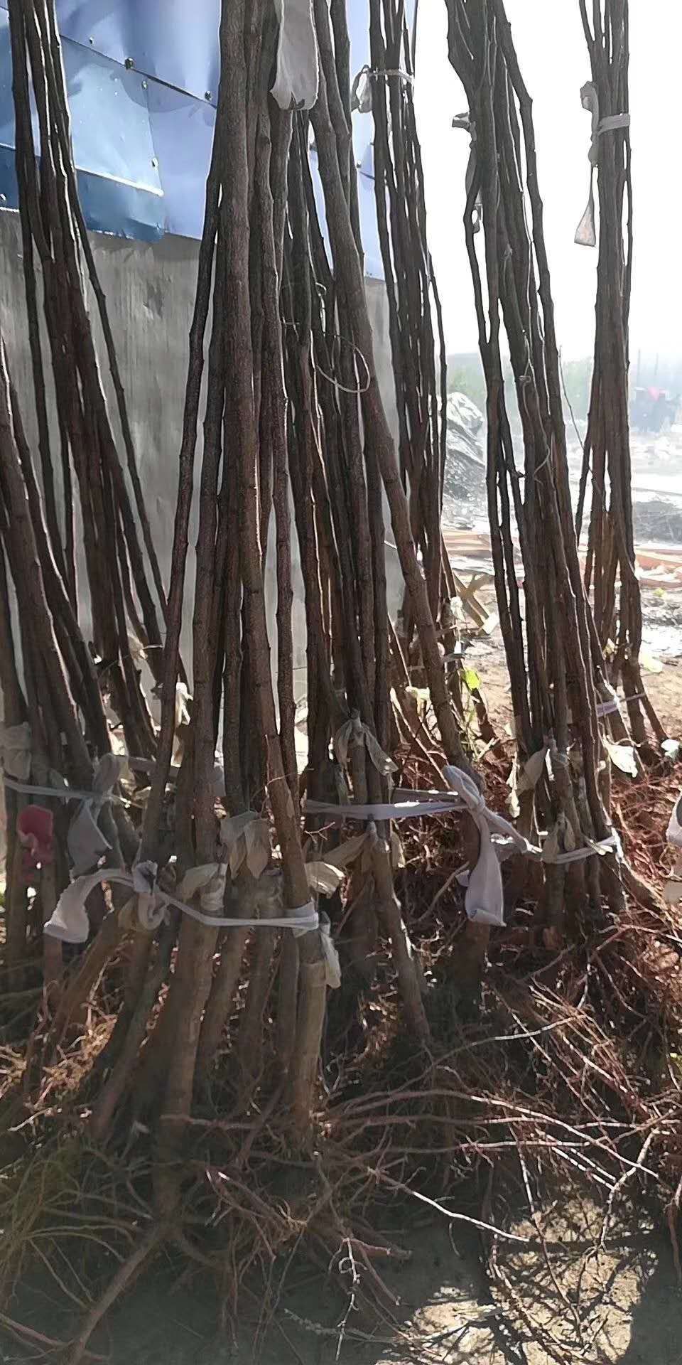 荷兰香蜜杏苗  正宗荷兰香蜜杏，山东最早种殖地之一。果形端正，含糖高，储存长