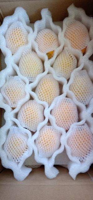 早钟六号枇杷 0.4 - 0.7两