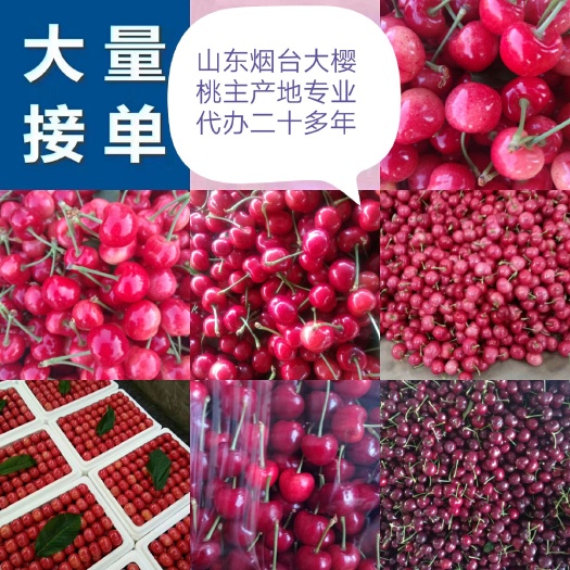 烟台山东烟台大樱桃