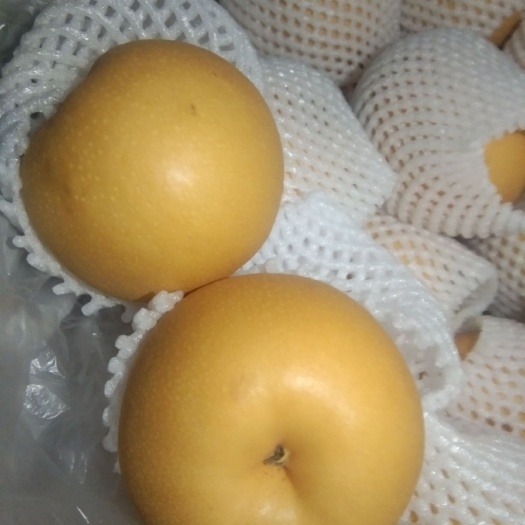  大量出售皇冠梨，雪花梨，水晶梨等，皮薄汁多，诚信合作。