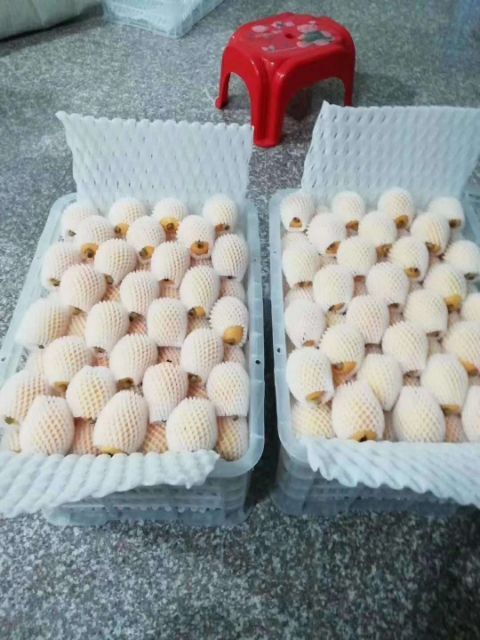 云霄县早钟六号枇杷 0.4 - 0.7两