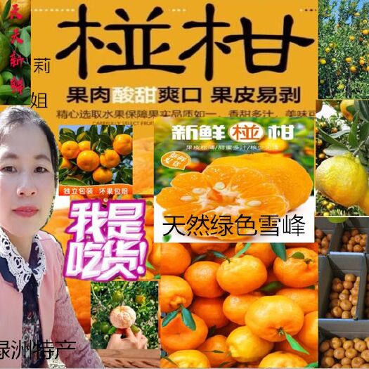 绥宁县雪柑桔 绥宁绿洲特产正宗雪峰椪柑湘西甜柑新鲜椪柑