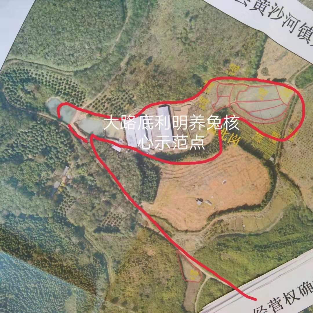 比利时兔 疫情当头不能出去。想创业养兔的朋友。可以来场地考察学