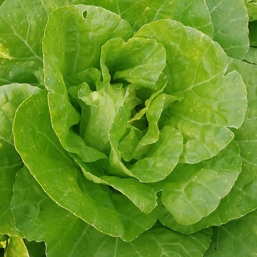 江华县 漂亮路天快菜，油麦菜。