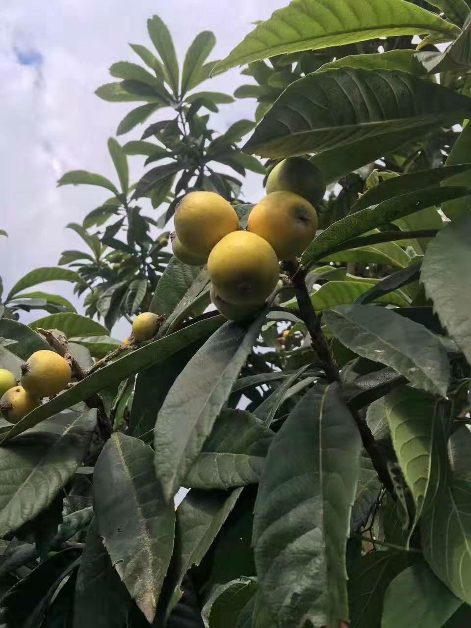 大五星枇杷苗  枇杷树