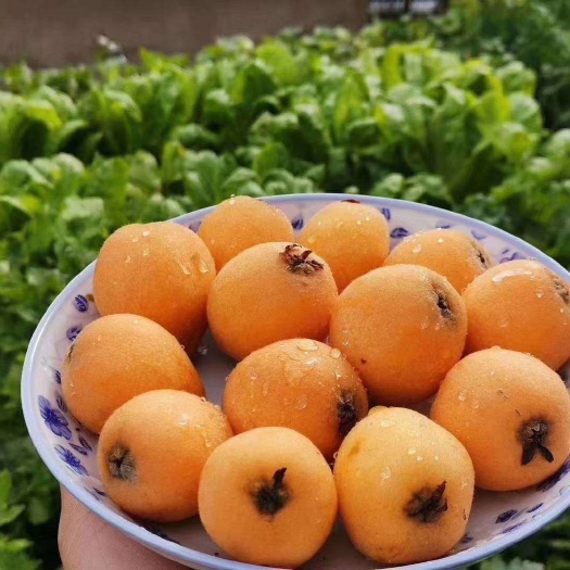 西昌市白玉枇杷 天然绿色水果，大山里的馈赠。