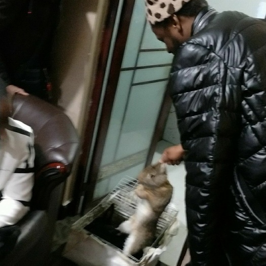 泌阳县肉兔  货送到价格   基地常年大规模养殖比利时兔