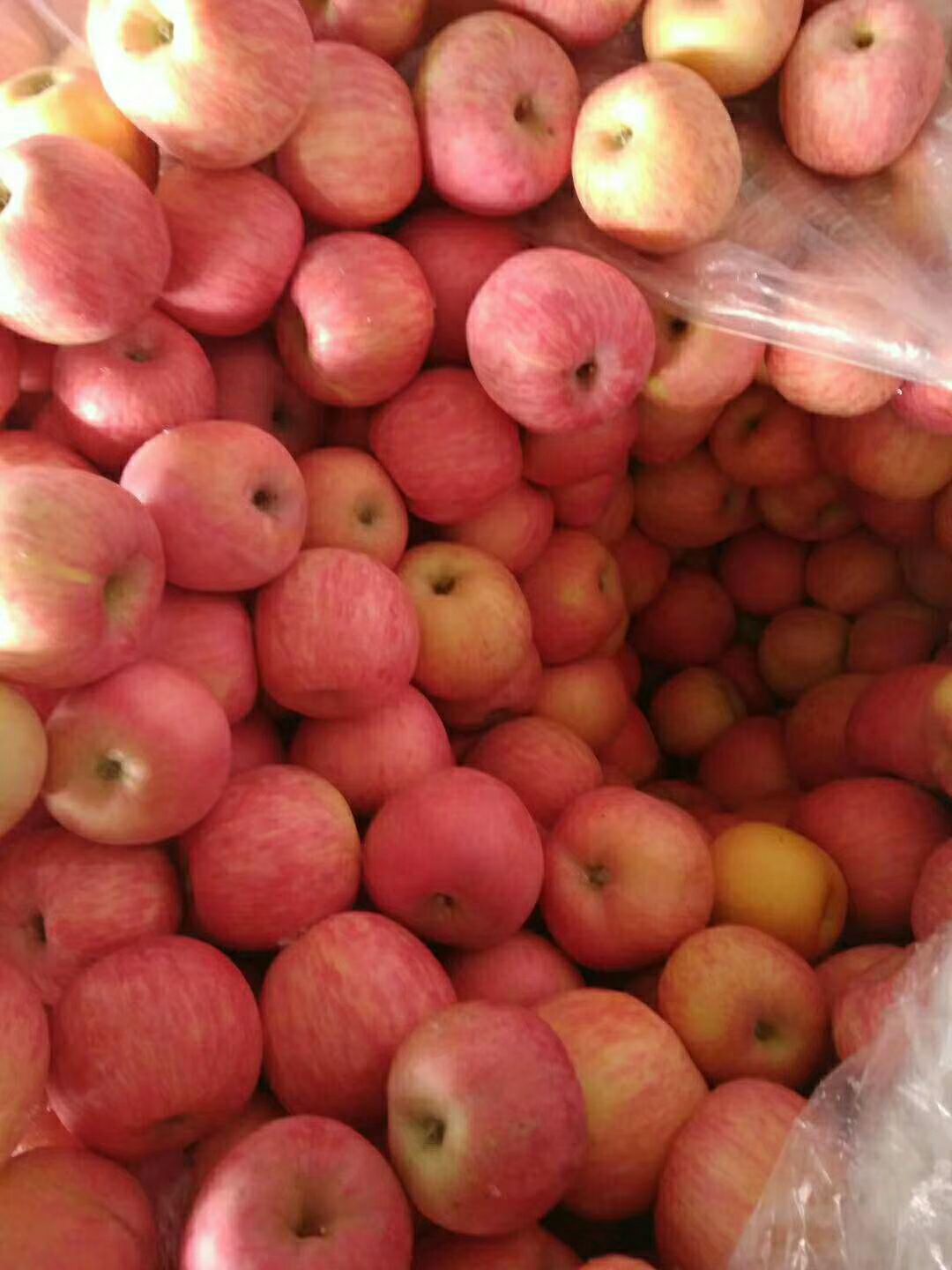 红富士苹果 山东冷库红富士脆甜大量出库