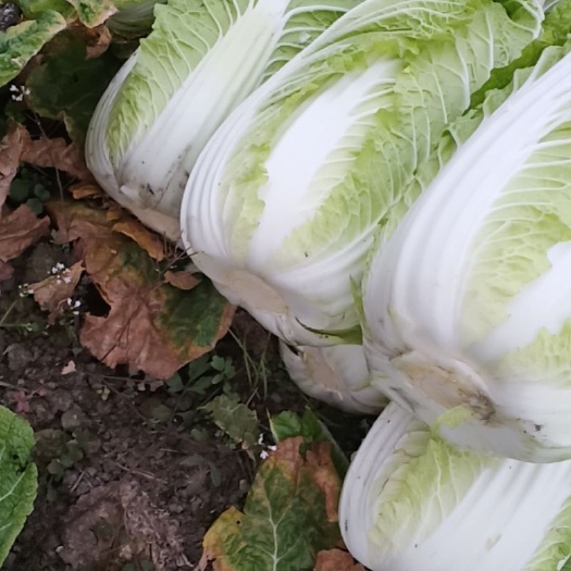 黄心大白菜145 大型基地 3-6斤