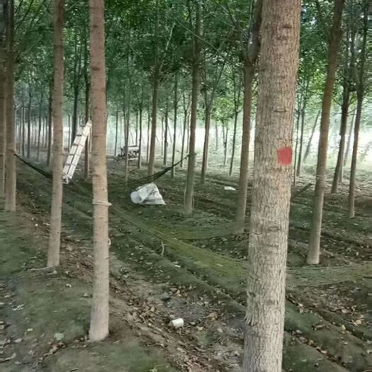 利津县 白蜡树