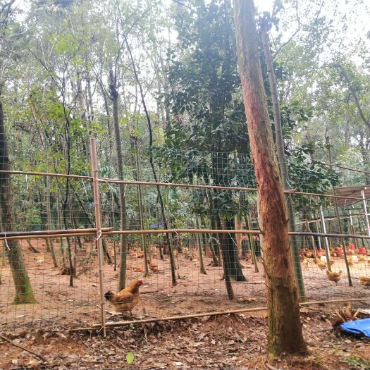 益阳 青脚土鸡6个月散养，稻谷玉米