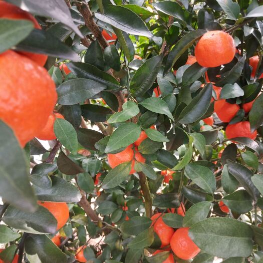 全州县沙糖桔 好货  价格便宜⊙∀⊙！