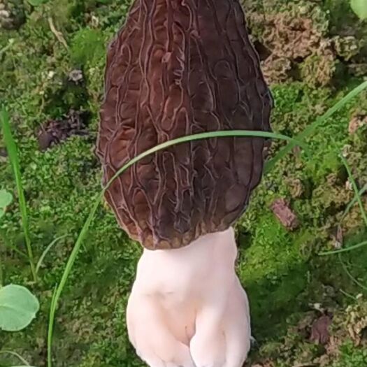 湘潭县 新鲜羊肚菌