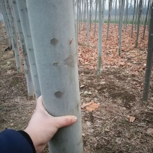 中牟县法国梧桐  法桐处理