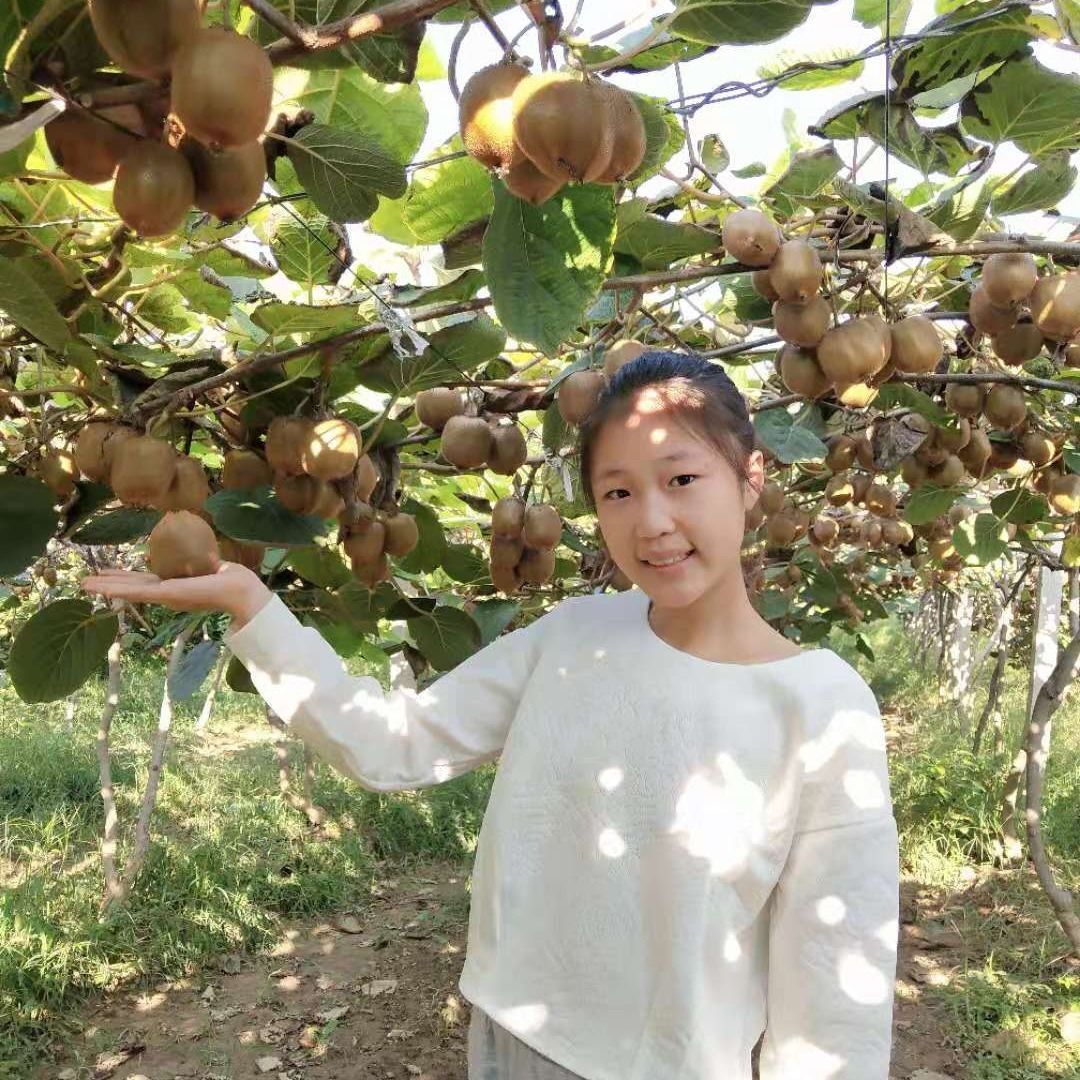 徐香猕猴桃  陕西绿心猕猴桃新鲜奇异果当季弥核桃水果非红心黄