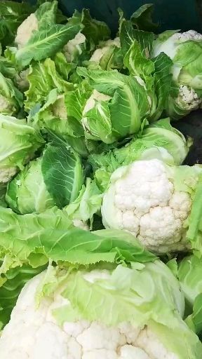 天门市白花菜花 欢迎你的到来加入我们这里花菜采购单。