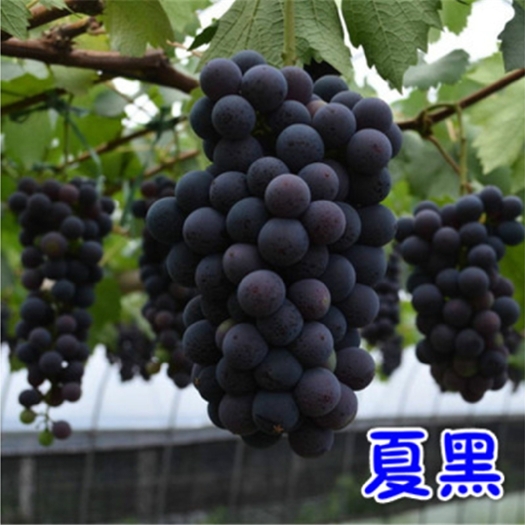 平邑县夏黑葡萄苗夏黑葡萄树苗嫁接盆栽地栽南北方种植当年结果包邮