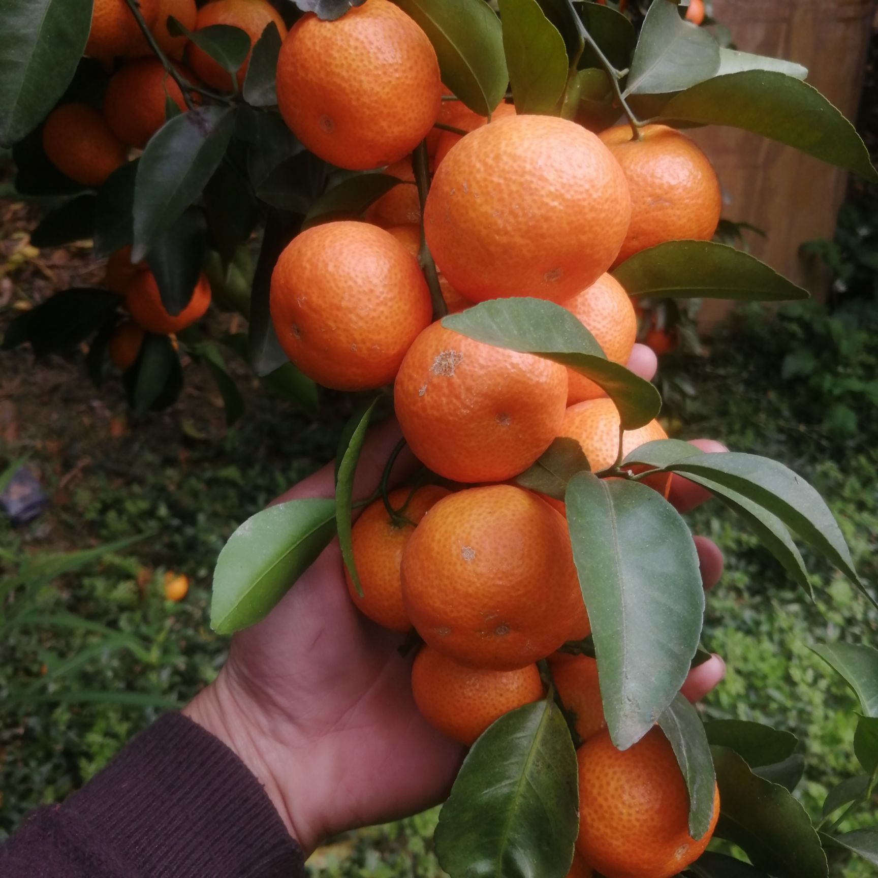 沙糖桔 荔浦沙糖桔