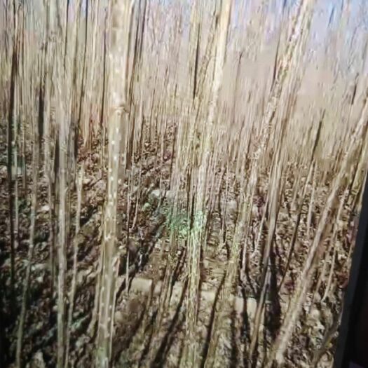 定州市 速生107杨树苗