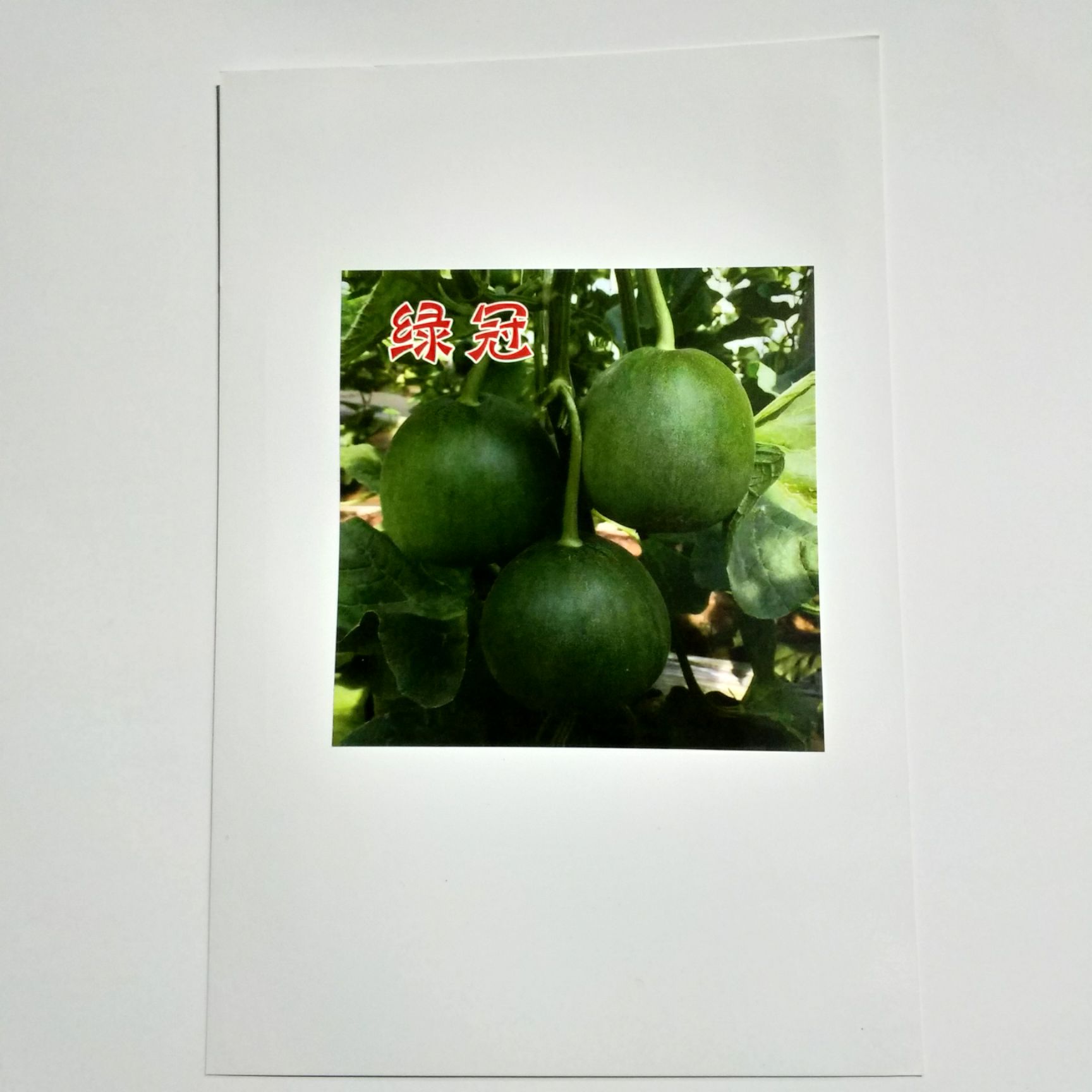  绿冠绿宝石甜瓜种子一二岔表现一致浓绿甜瓜种子
