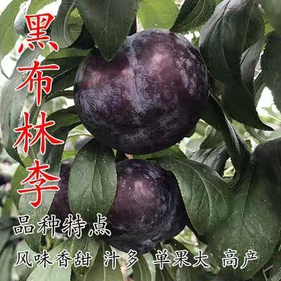 平邑县黑布林苗 黑布林李子苗现挖现卖基地直售，根系发达，成活率高