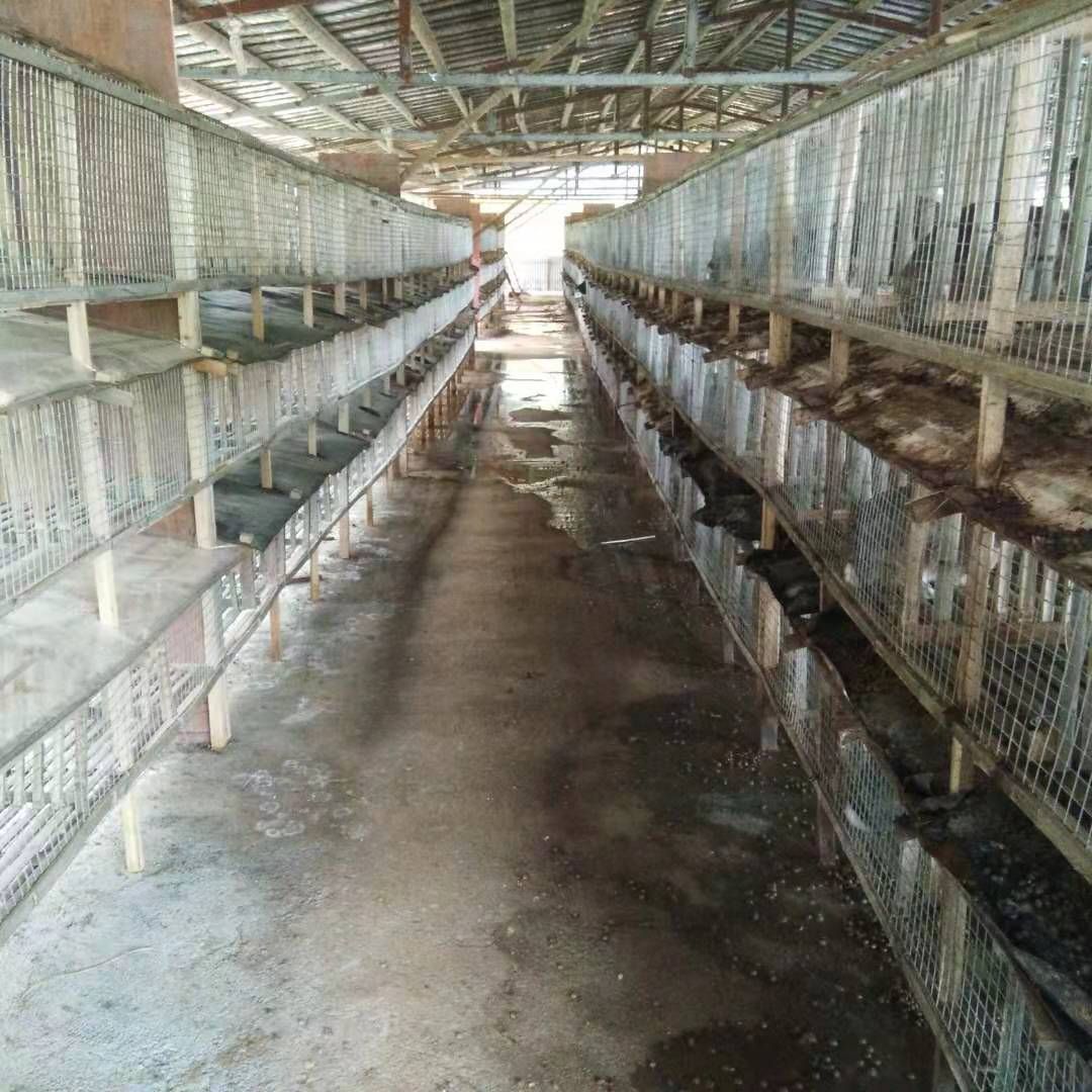 比利时兔 疫情当头不能出去。想创业养兔的朋友。可以来场地考察学