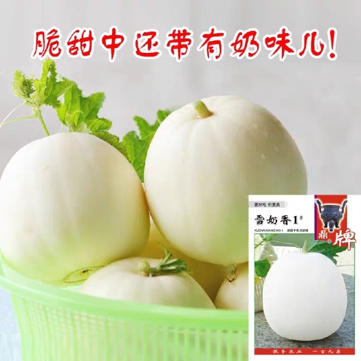 夏邑县鼎牌雪奶香1号甜瓜种子，脆甜爽口，脆甜中还有奶