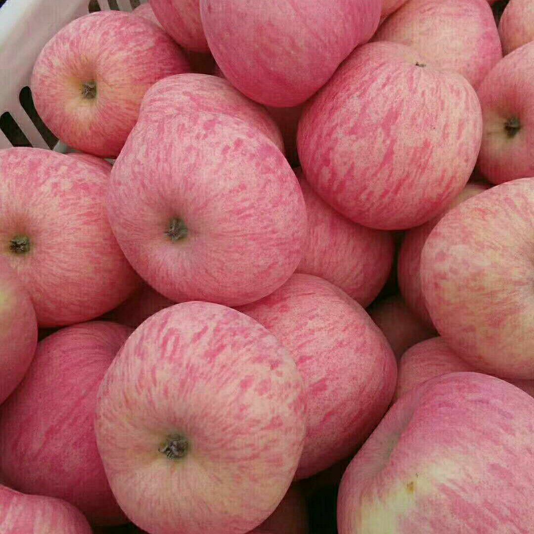红富士苹果 山东冷库红富士脆甜大量出库