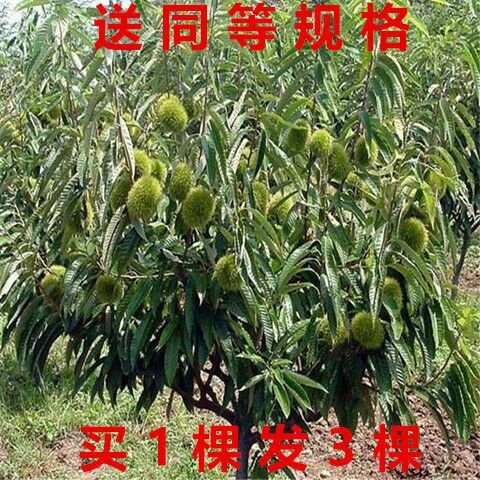 平邑县大红袍板栗苗  嫁接板栗苗板栗树苗大红袍板栗树苗迁西板栗树苗当年栽植当年结