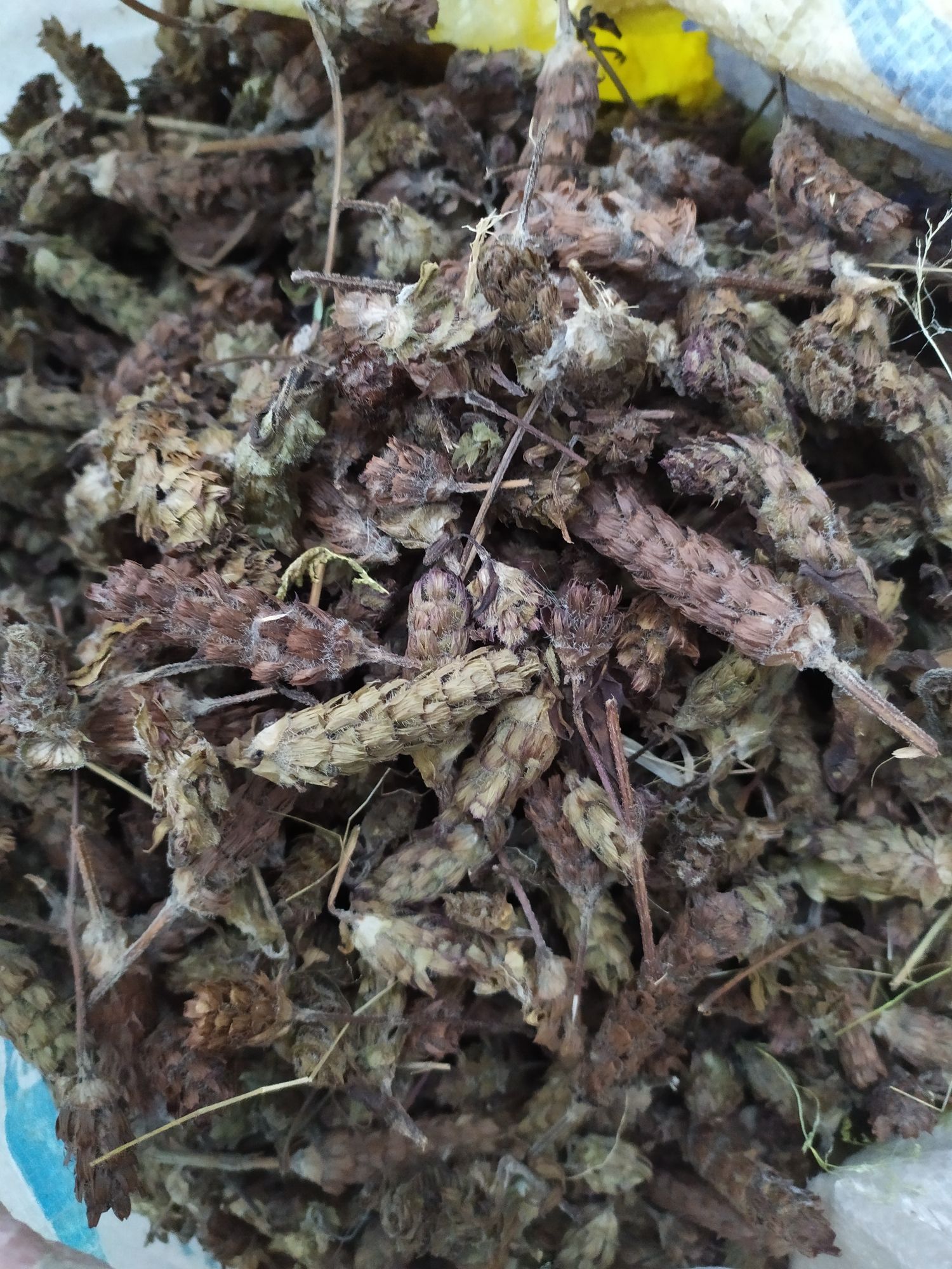 四川纯嘢生夏枯球统货，夏枯草摘的球，药性好是家种含量3-5倍