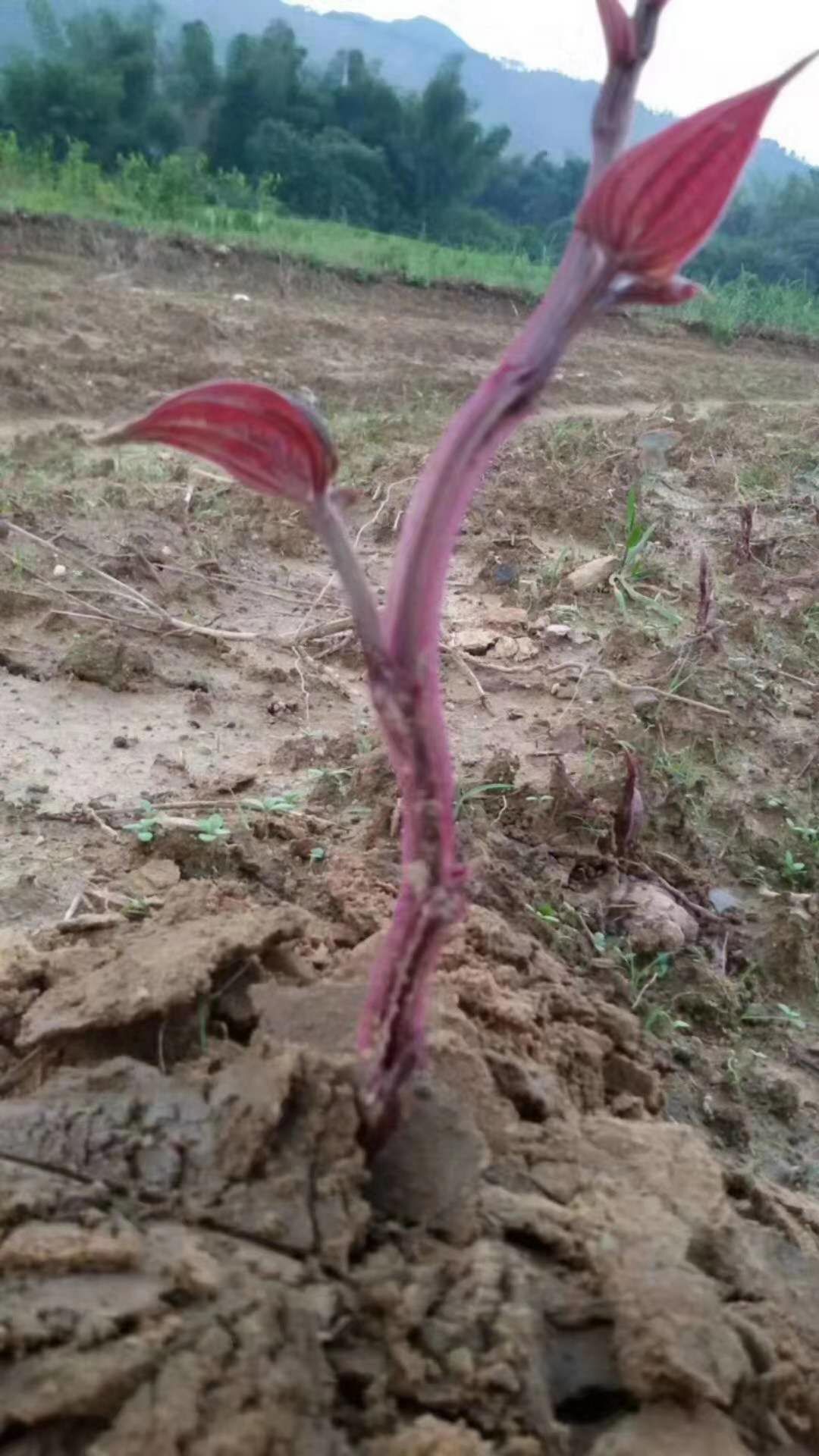 山药浅生槽 厂家直销淮山浅生种植槽U型塑料槽加厚山药槽