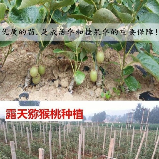 平邑县软枣猕猴桃苗  猕猴桃树苗软枣红心猕猴桃嫁接苗南方北方种植庭
